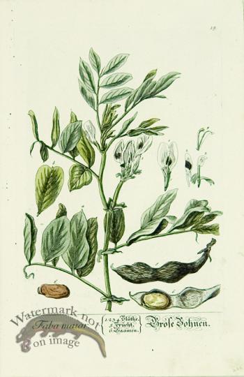 Blackwell German 204